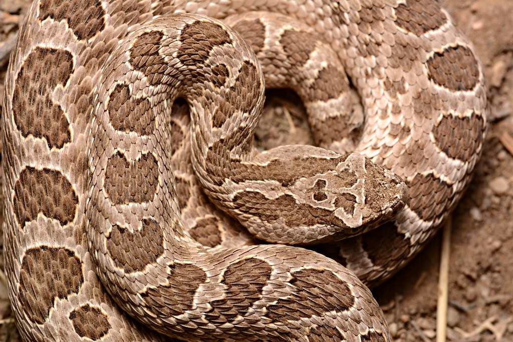 Desert Massasauga