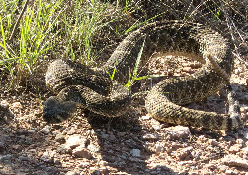 Rattlesnake Behavior and Warning Signs