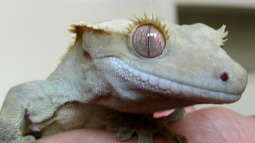 Crested Gecko