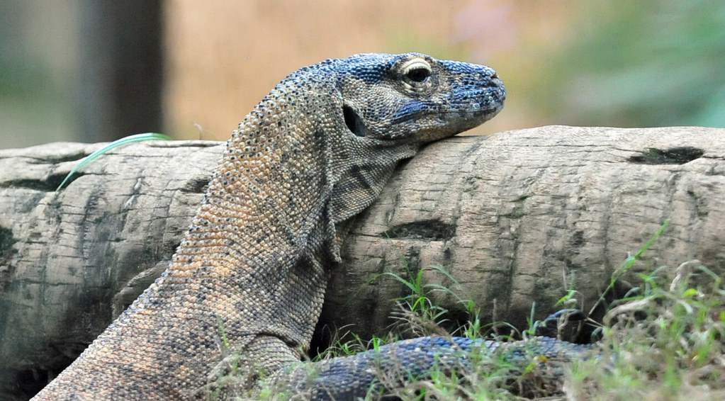 Komodo Dragon (Varanus komodoensis)