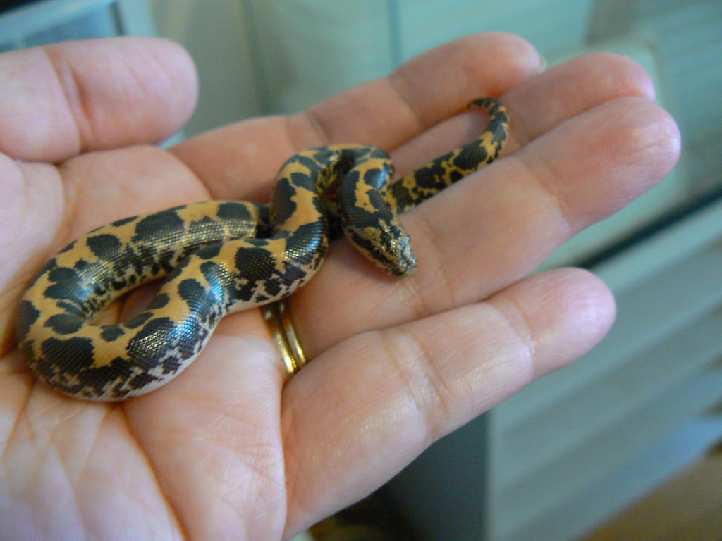 Reproduction and Life Cycle