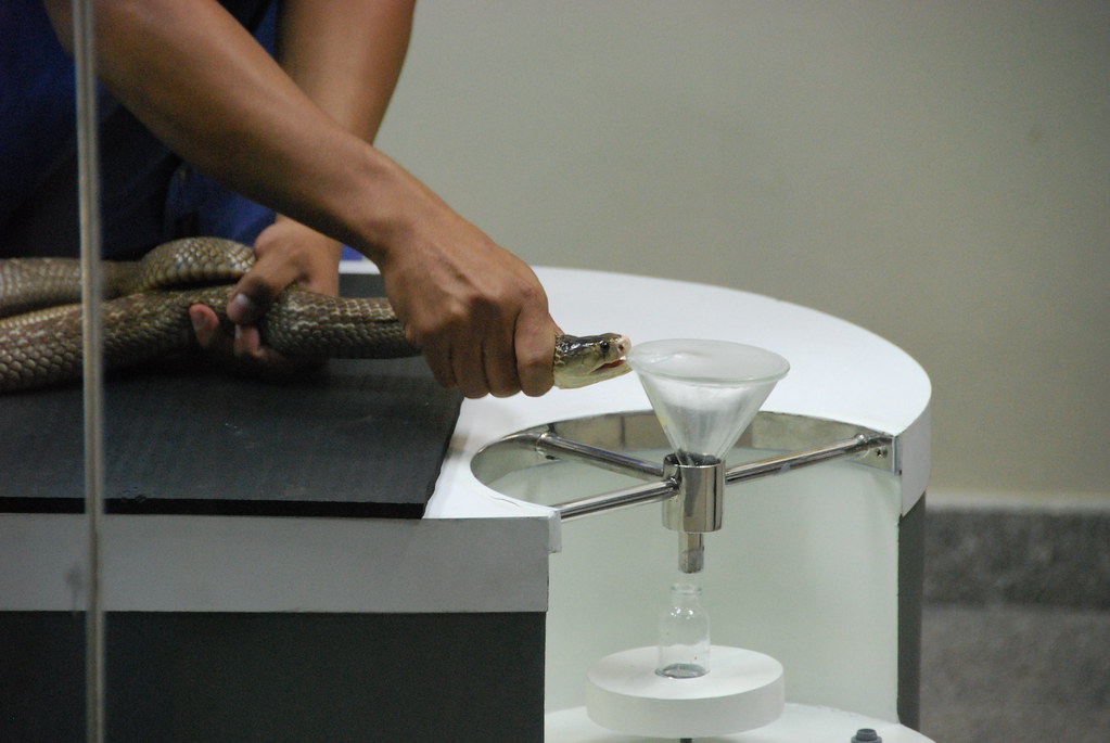 Snake milking