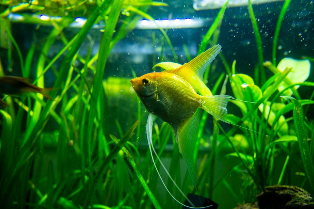 a small yellow fish in a green aquarium