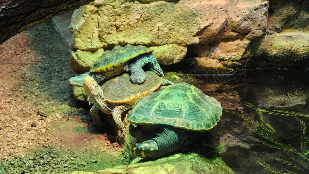 Unusual Animal Behavior