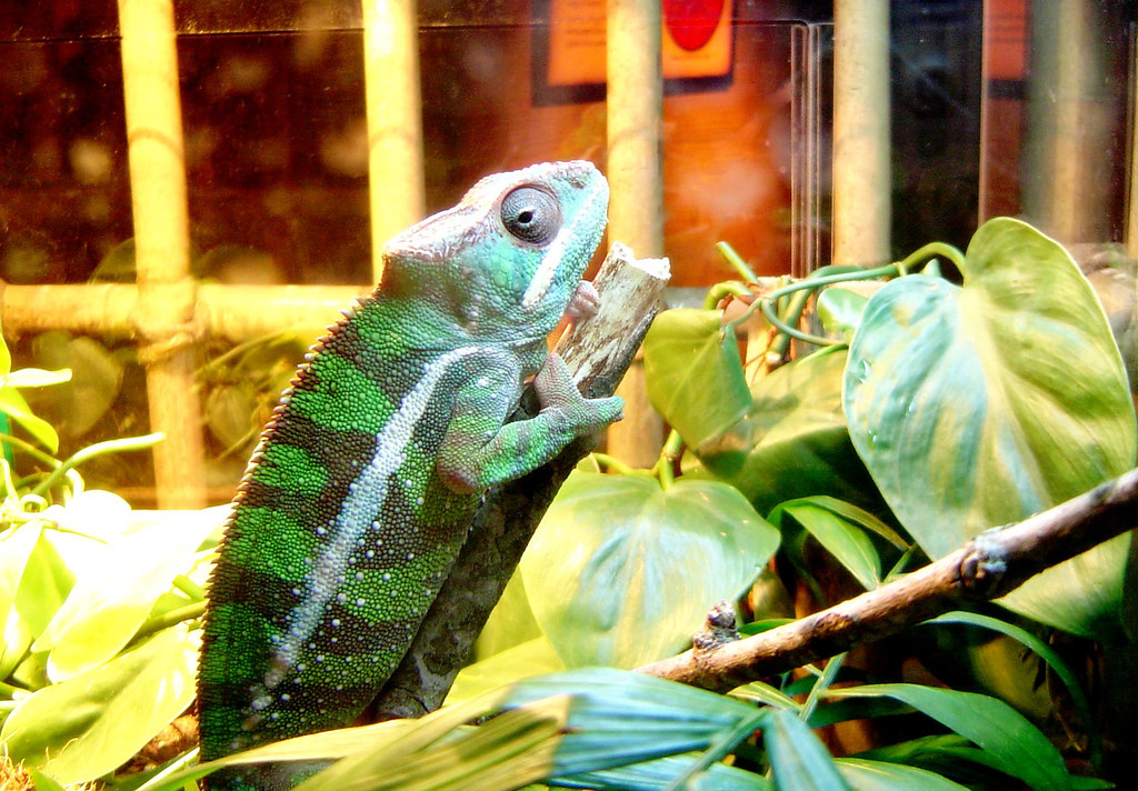 chameleon on a branch