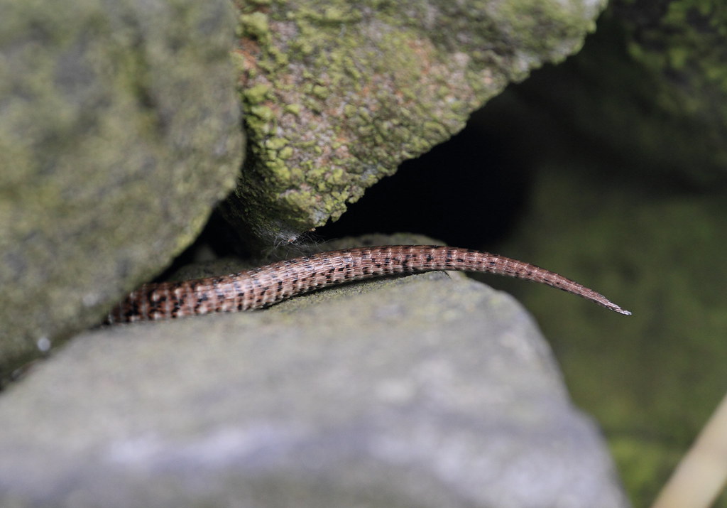 lizard hiding
