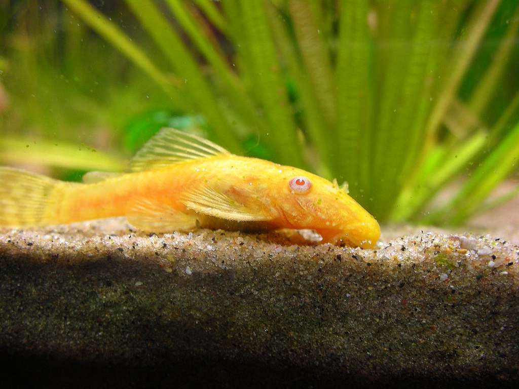 Albino bristlenose pleco