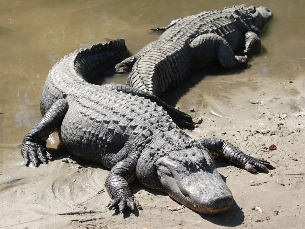 The American Alligator: Florida's Iconic Reptile