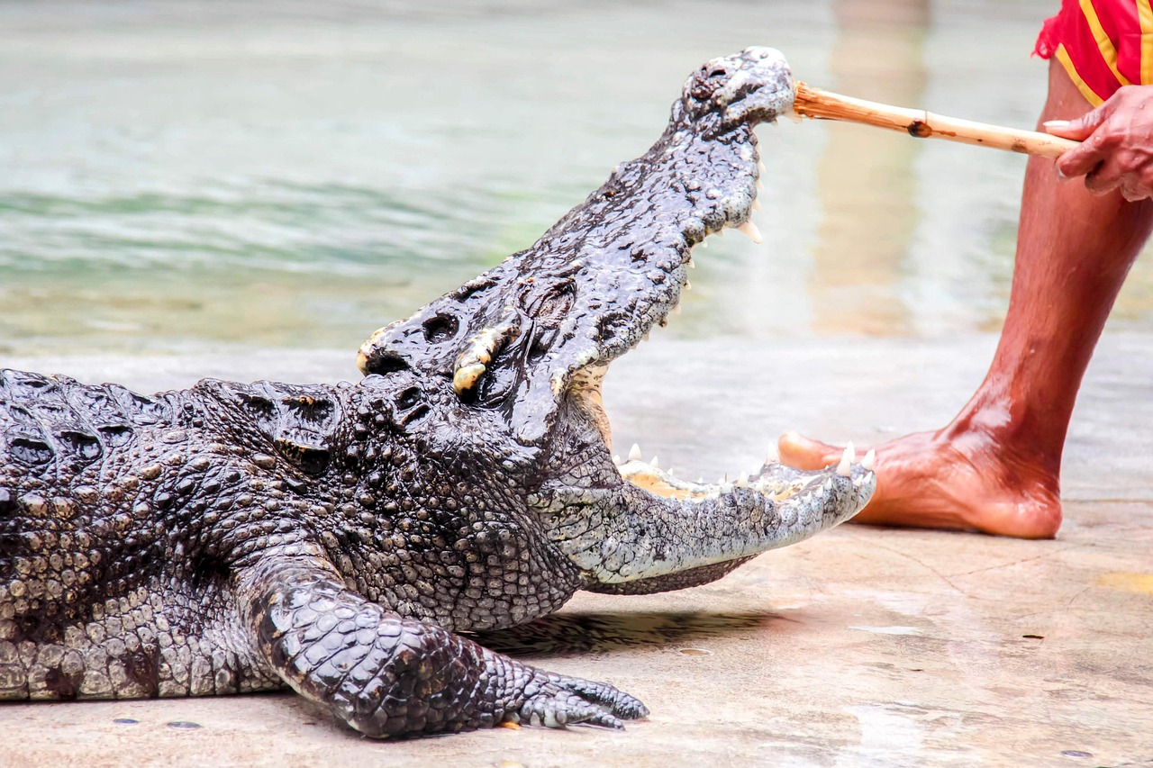 Human Encounters with Crocodile Bites