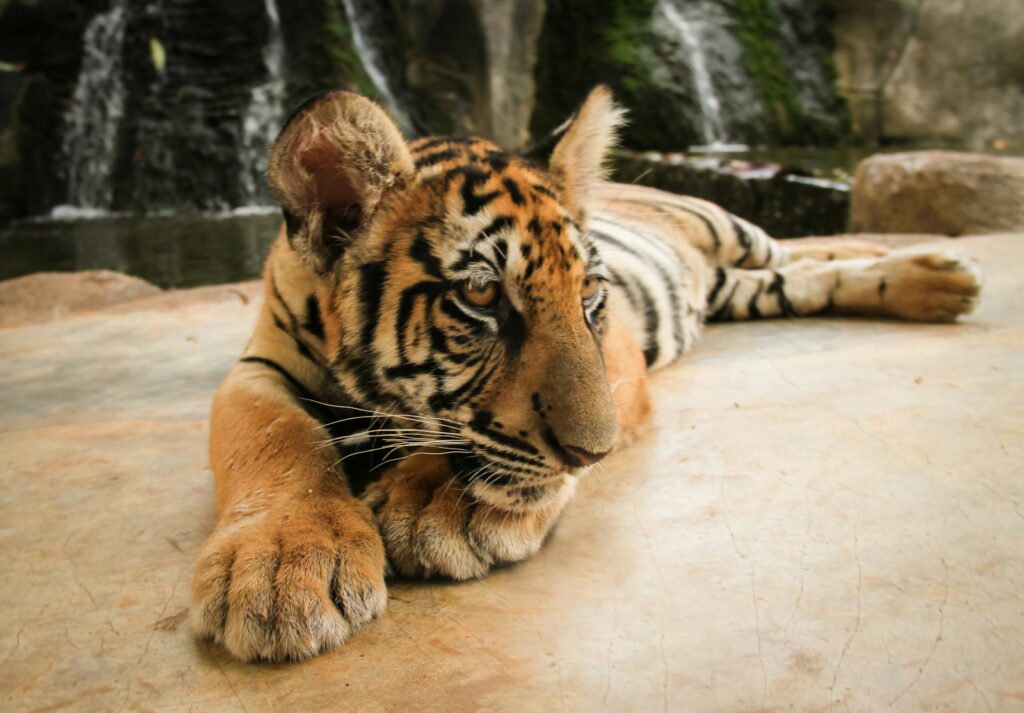 2. Tiger Cubs - Wild Predators, Not Companions