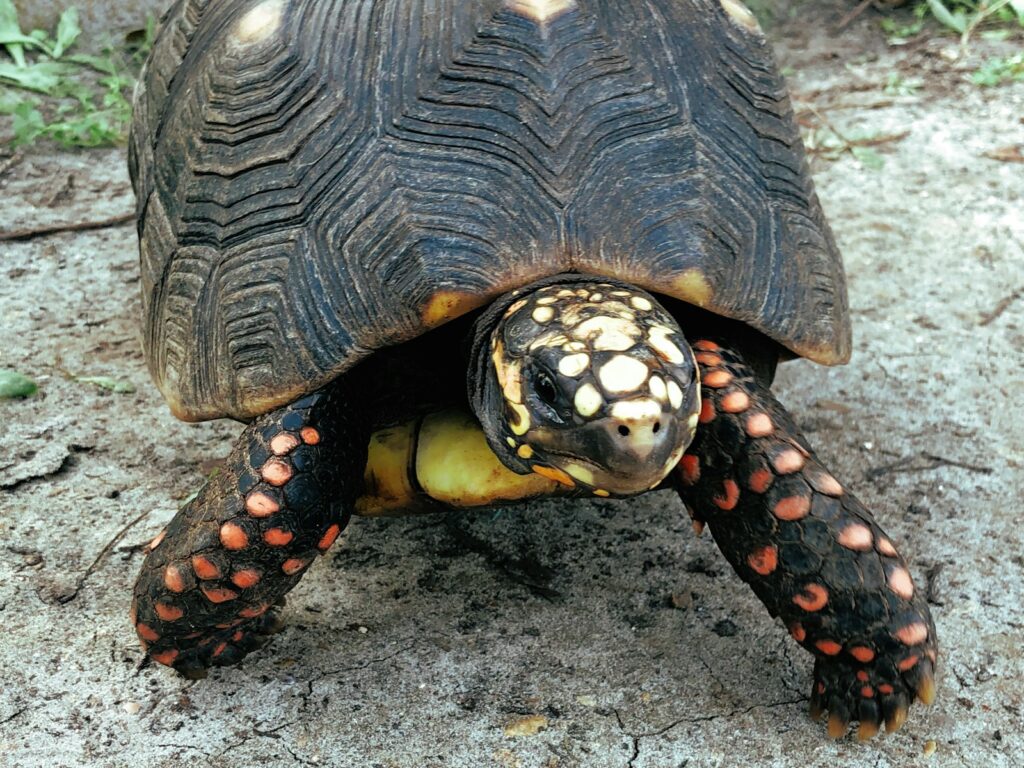 black and brown turtle on gray sand