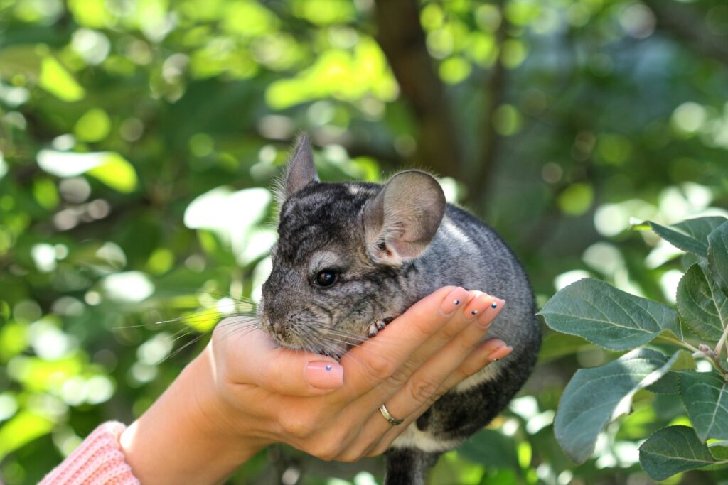 chinchilla