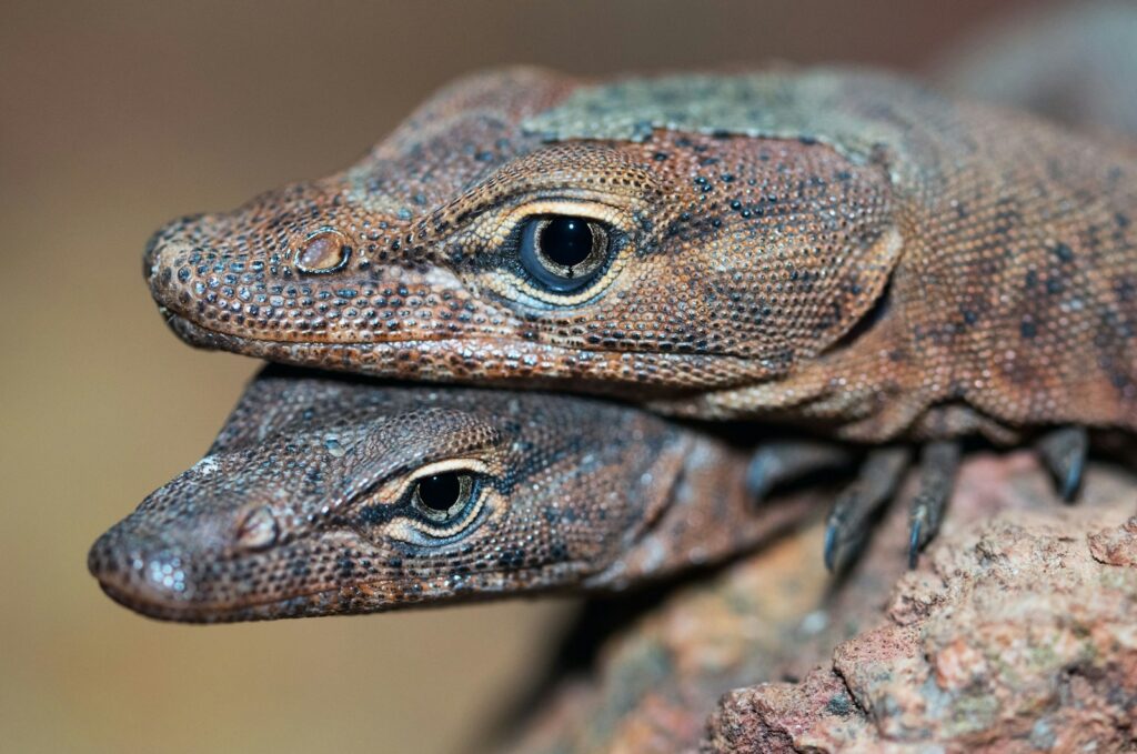 Captive Breeding vs. Wild-Caught Specimens