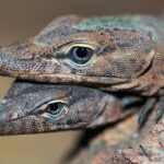 Captive Breeding vs. Wild-Caught Specimens
