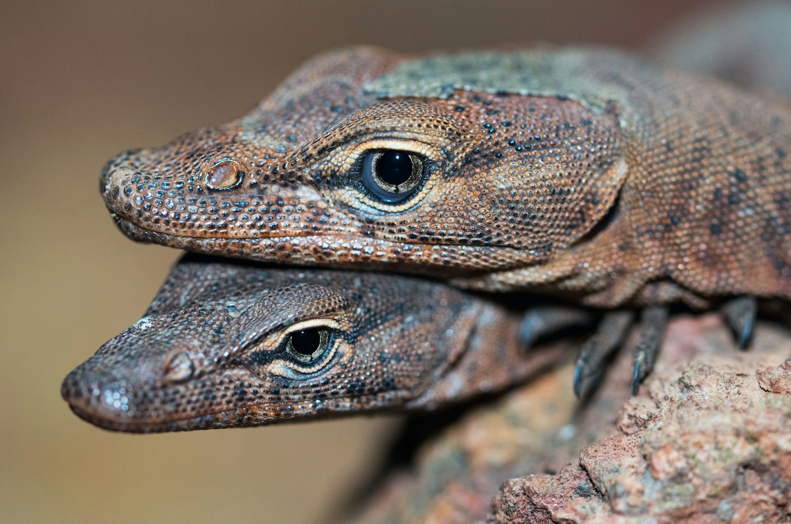 Captive Breeding vs. Wild-Caught Specimens