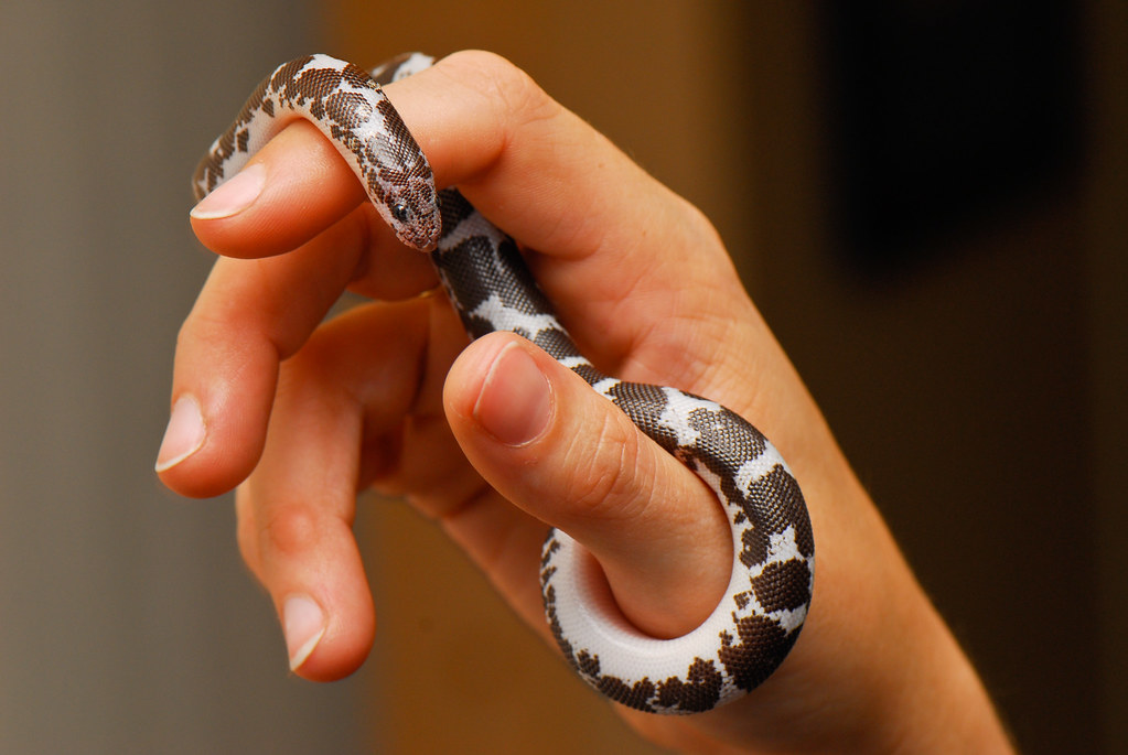 Kenyan Sand Boas: Pocket-Sized Pets