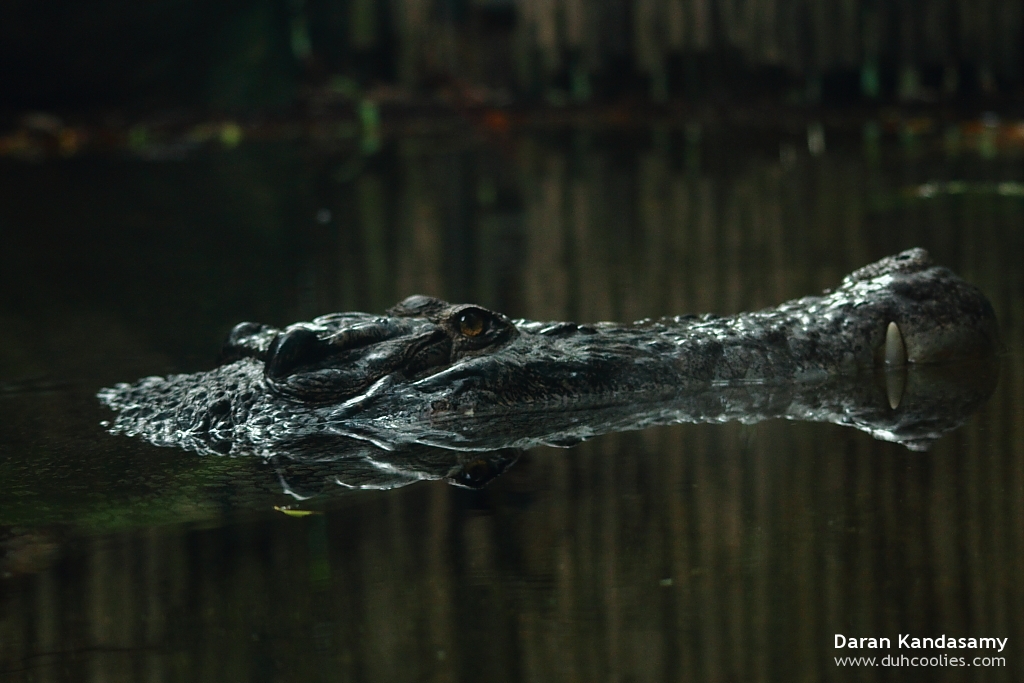 Saltwater Crocodile
