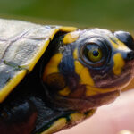 Baby Turtle