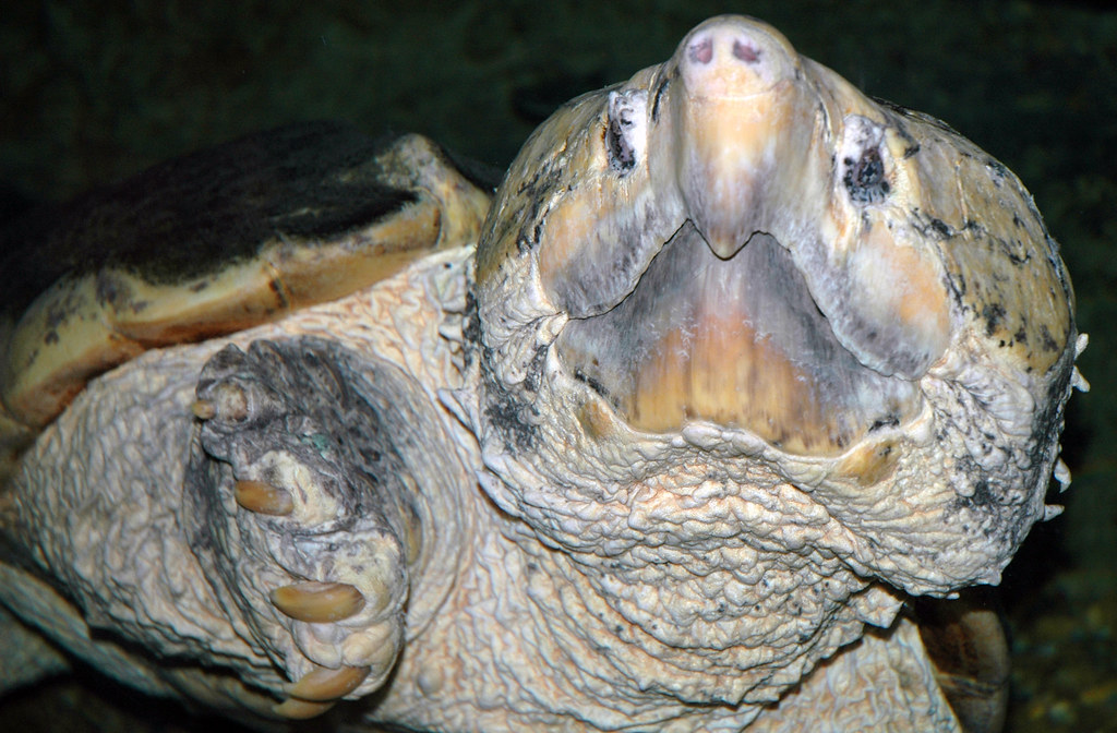 Macrochelys temminckii (alligator snapping turtle) 2