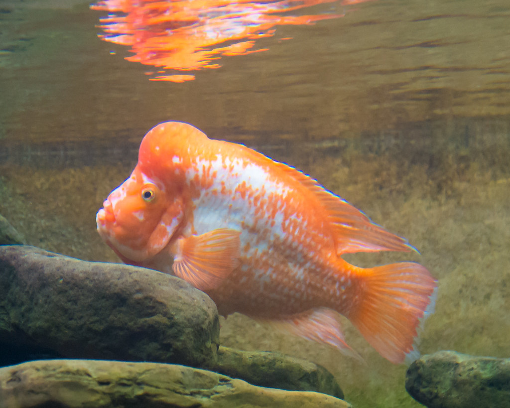 Amphilophus citrinellus (Midas cichlid)
