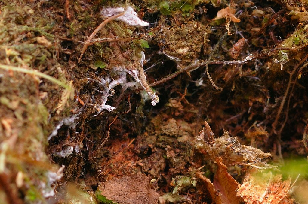 Dealing with Early Signs of Mold