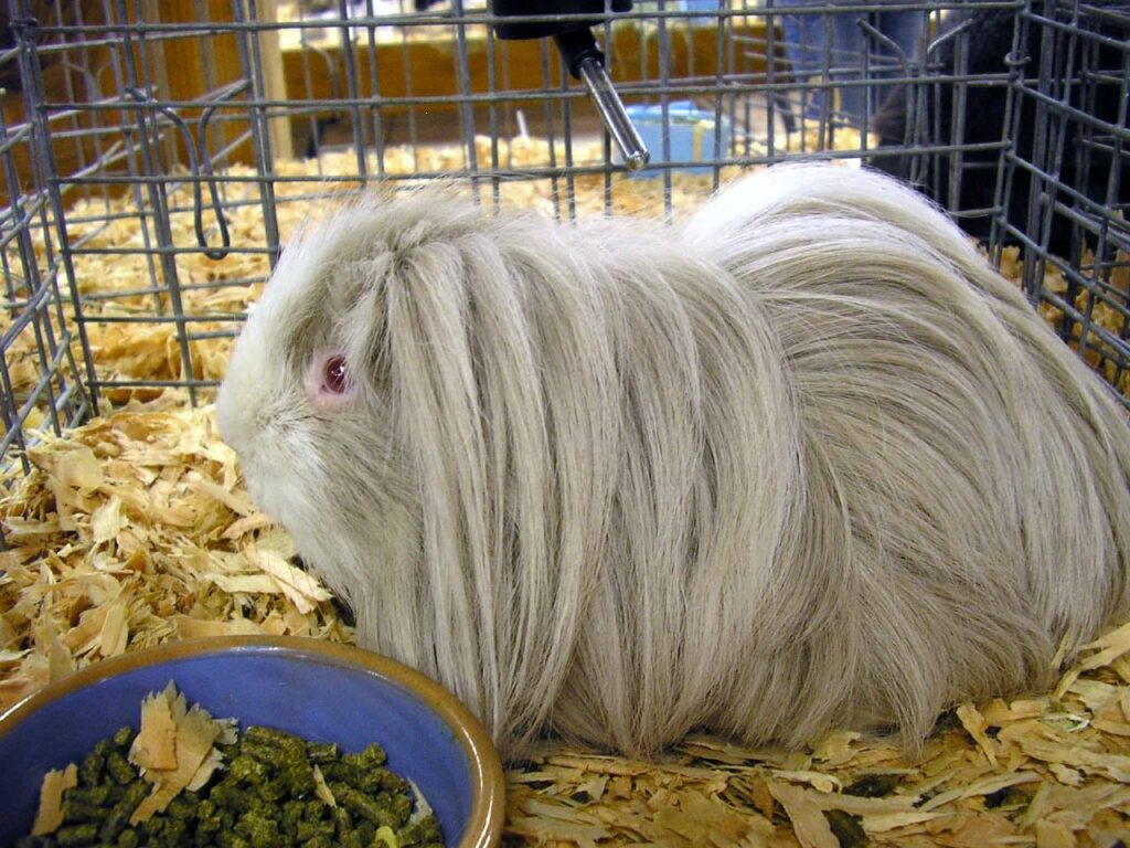 Understanding Long-Haired Guinea Pig Breeds