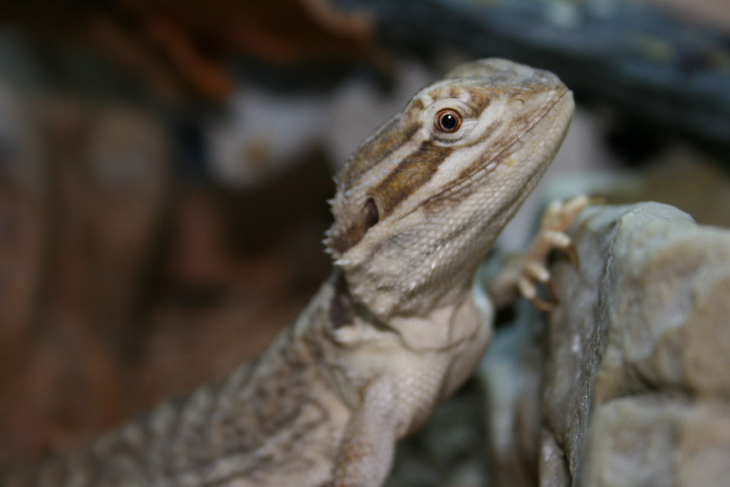 Rankin's Dragons