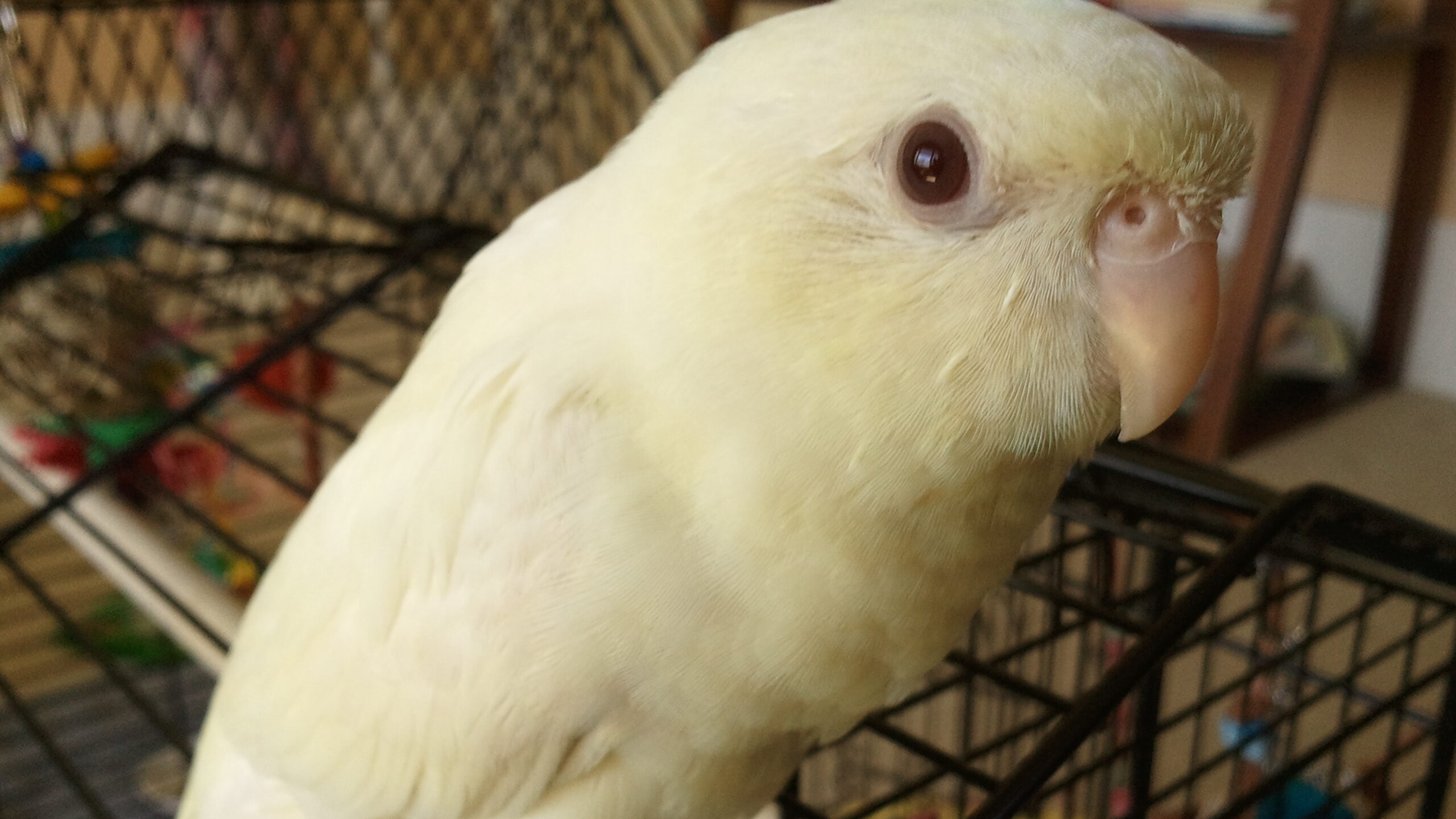 Lineolatedparakeet-sonny¡