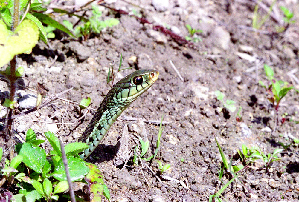 Eastern Garter Snake
