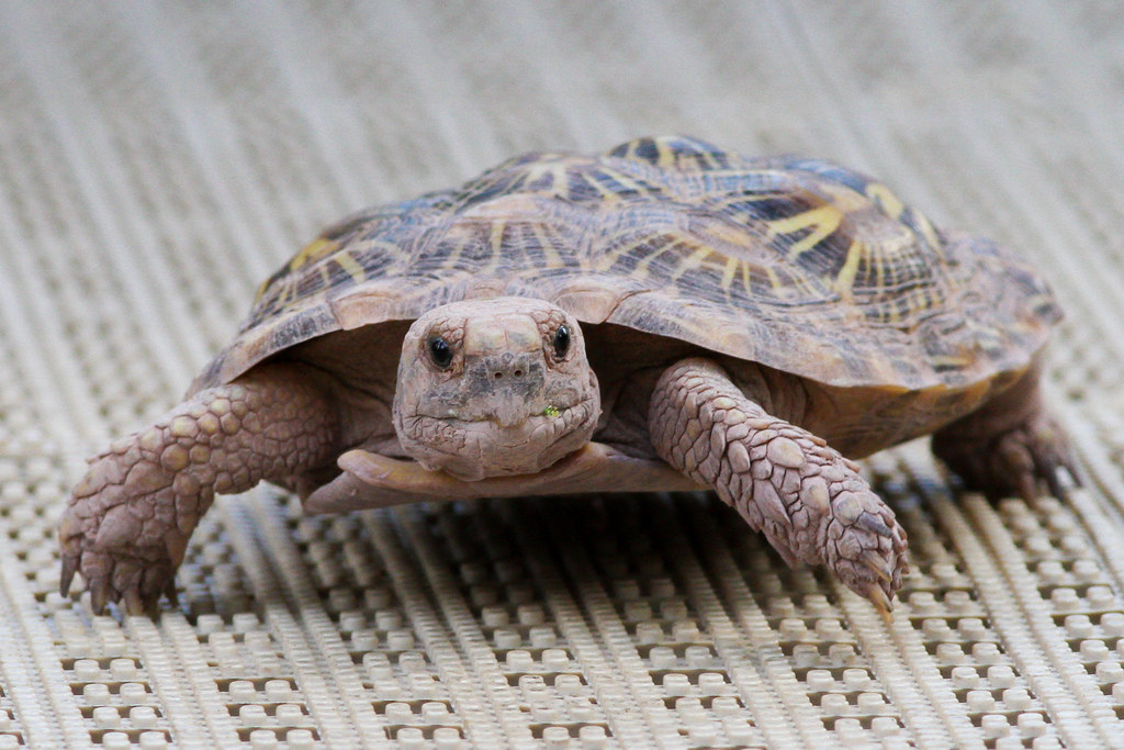 Pancake Tortoise