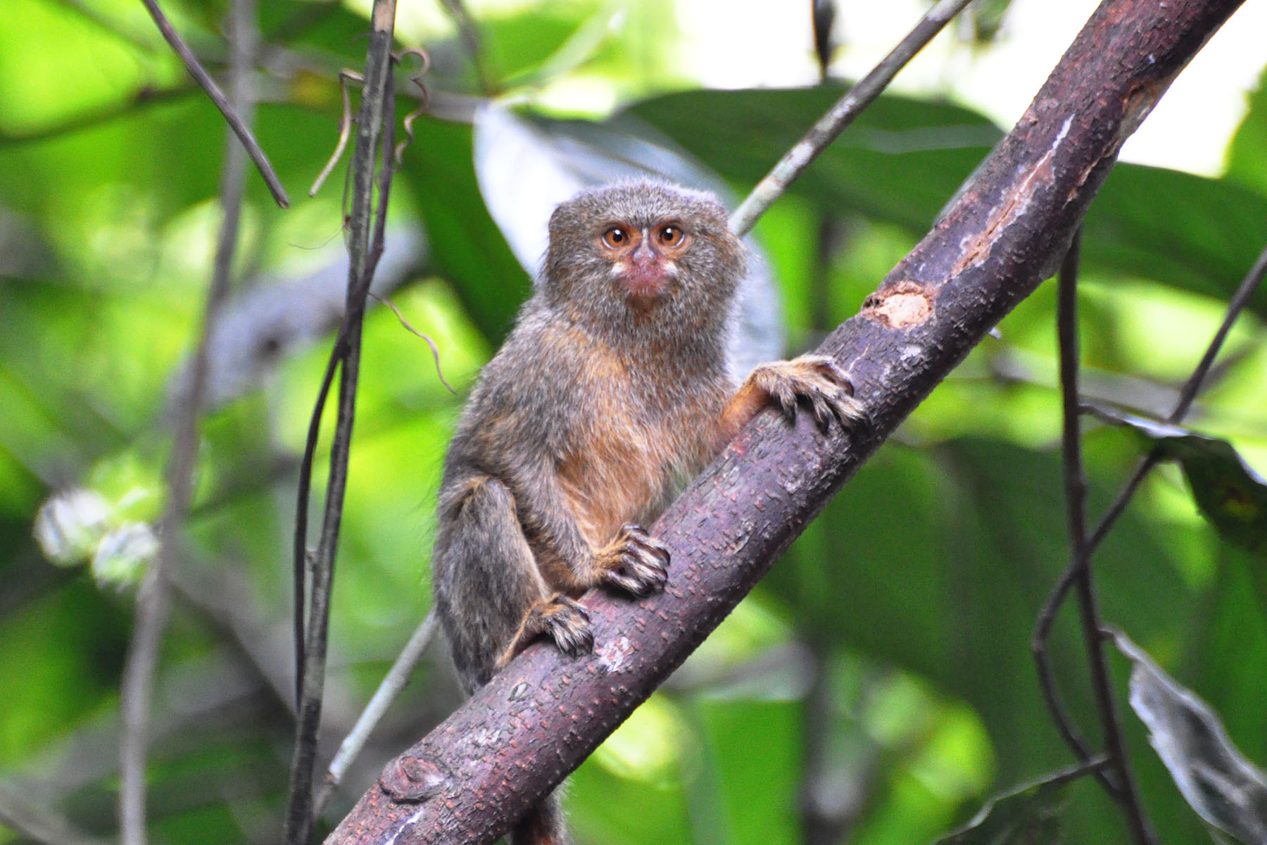 Pygmy Marmosets: The Pocket-Sized Primates