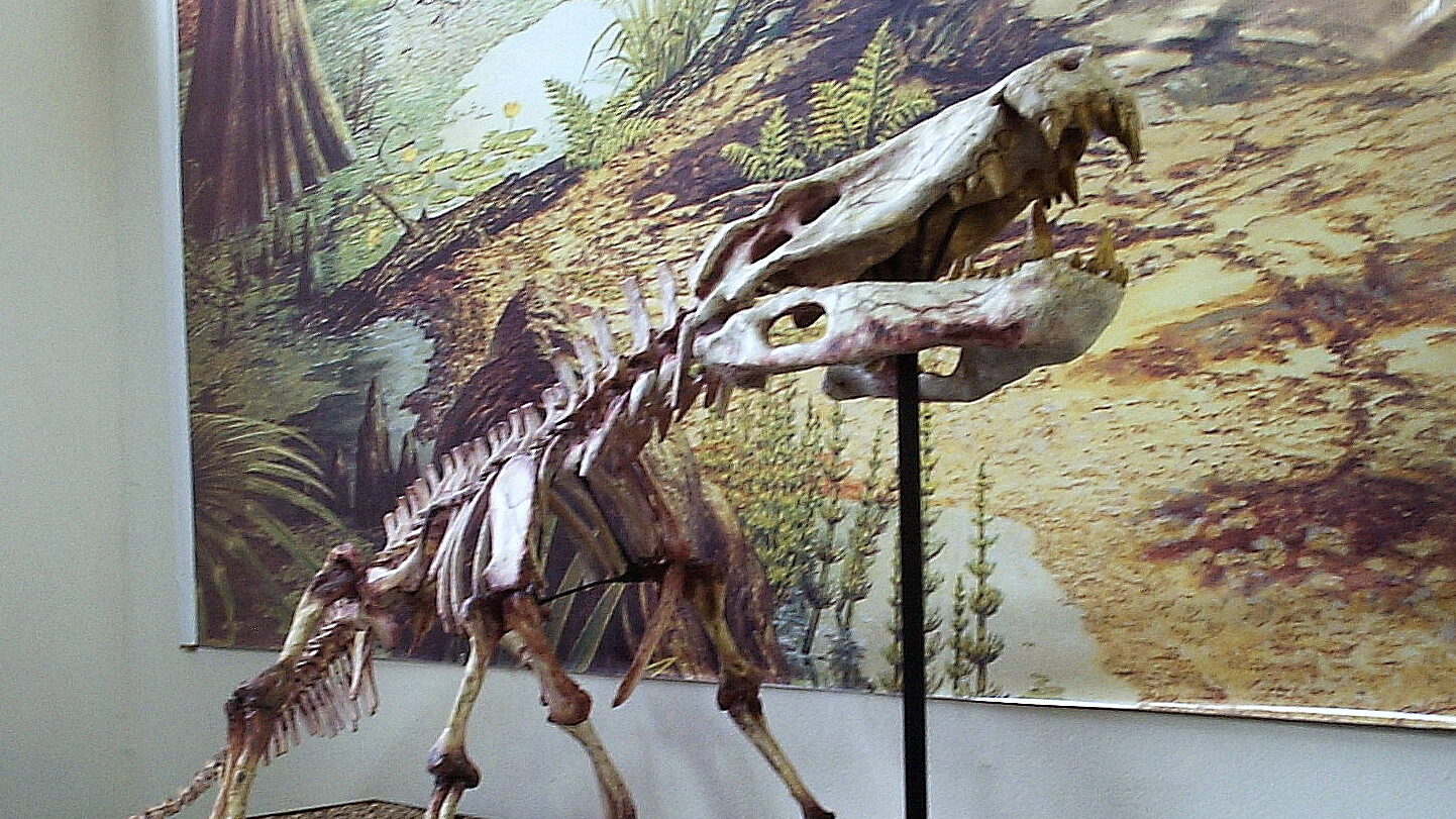 File:Baurusuchus salgadoensis (MPMA) 2.jpg