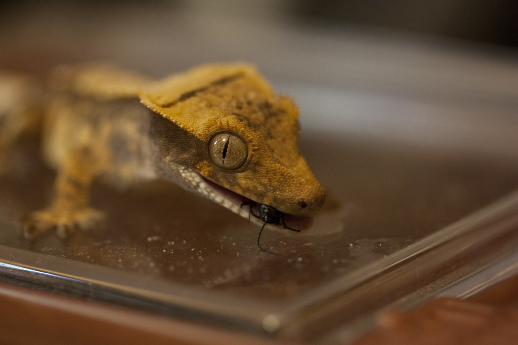 crested gecko eating