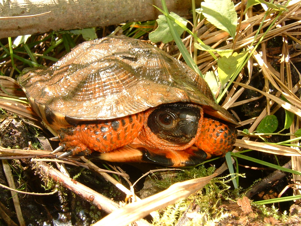 Wood Turtle in some foliage 