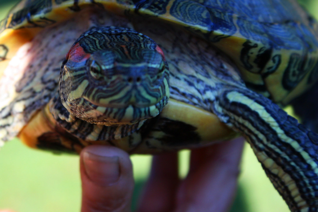 Pet Turtle