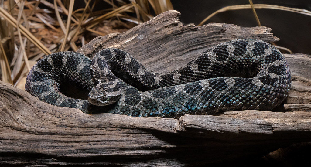 Massasauga Rattlesnake (Sistrurus catenatus)