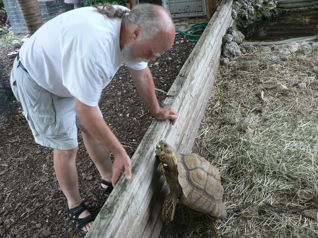 Ziggy, pet tortoise at the Gulf View Waterfront Resort