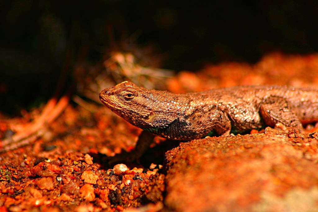 Sceloporus undulatus en Mesa Verde National Park, Colorado, USA