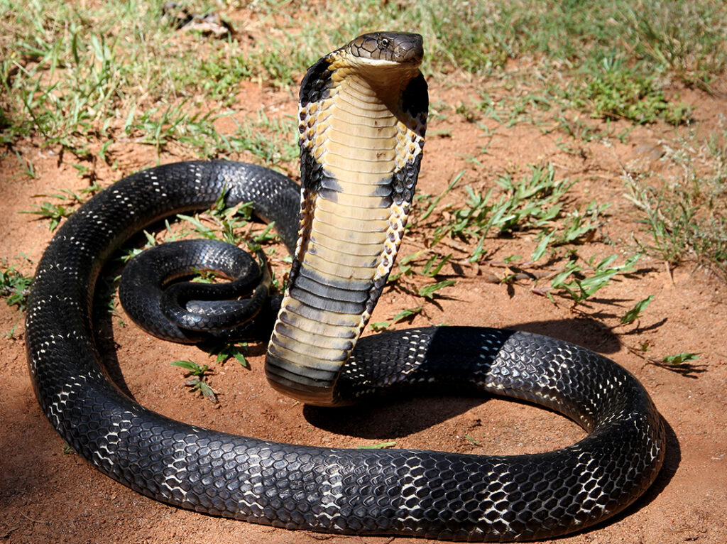 Indonesia: Island Archipelago of Venomous Diversity