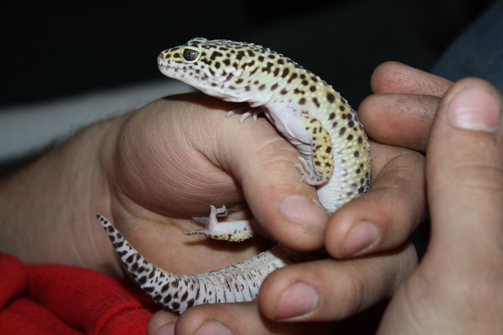 Docile Temperament and Handleability