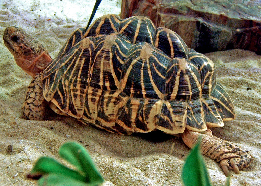 Indian Star Tortoise (Geochelone elegans)