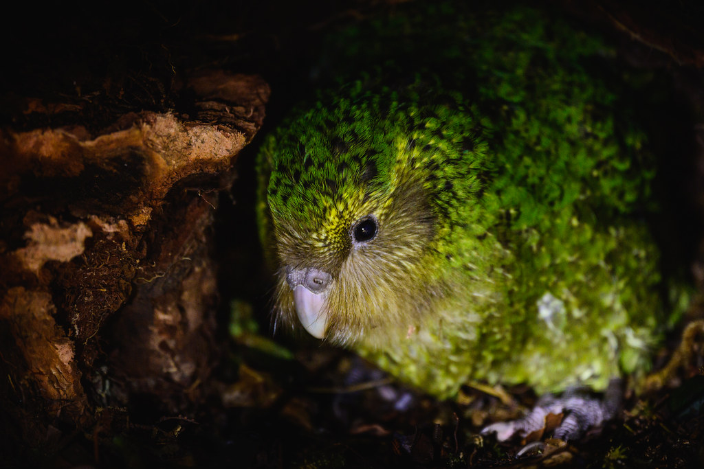 Kakapo (Strigops habroptilus) New Zealand