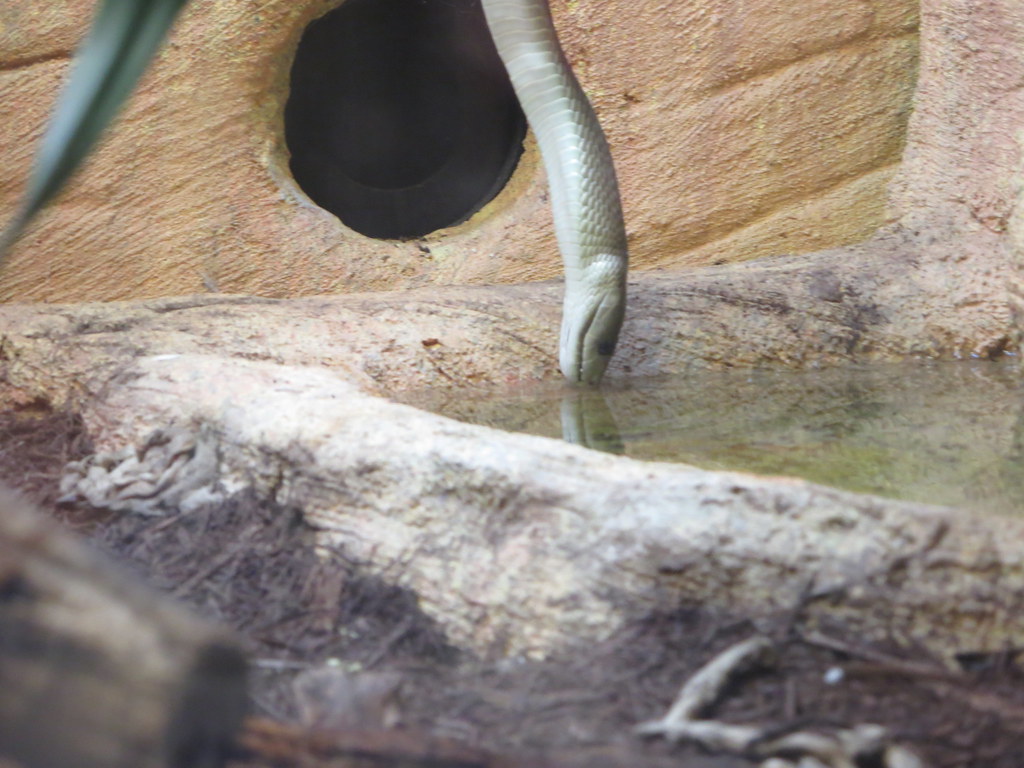 fauna snake drinking