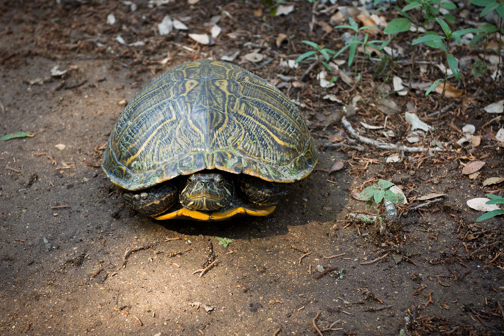 Identifying Seasonal Changes and Brumation