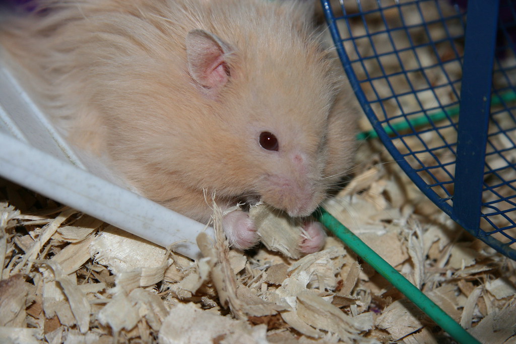Choosing the Right Bedding Material