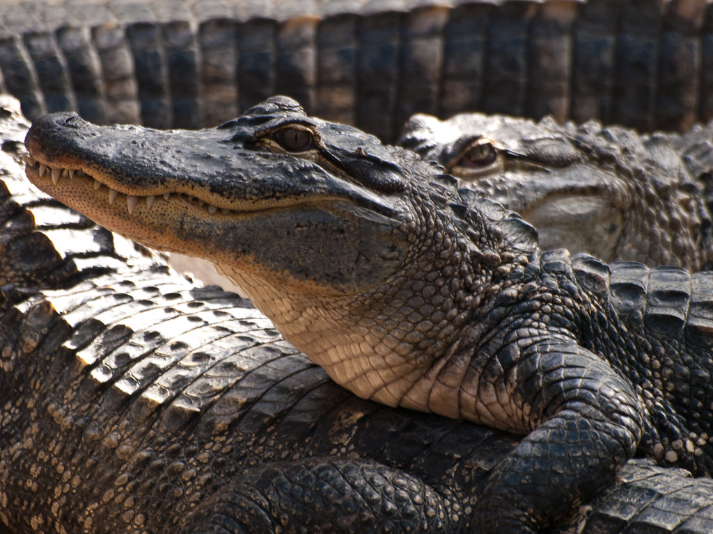 Climate Change's Impact on Mating Behaviors