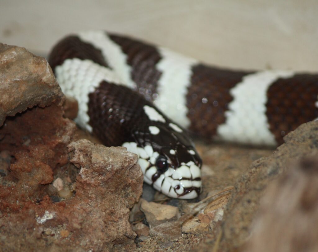 California Kingsnake