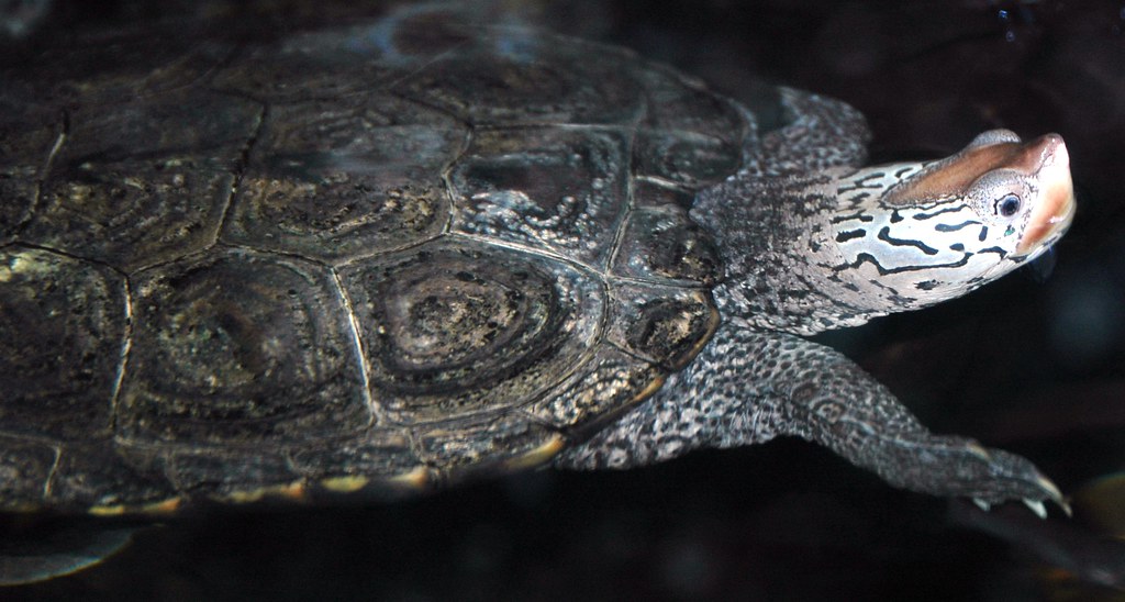 Malaclemys terrapin (diamondback terrapin) 1