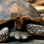 African spurred Tortoise (geochelone sulcata)