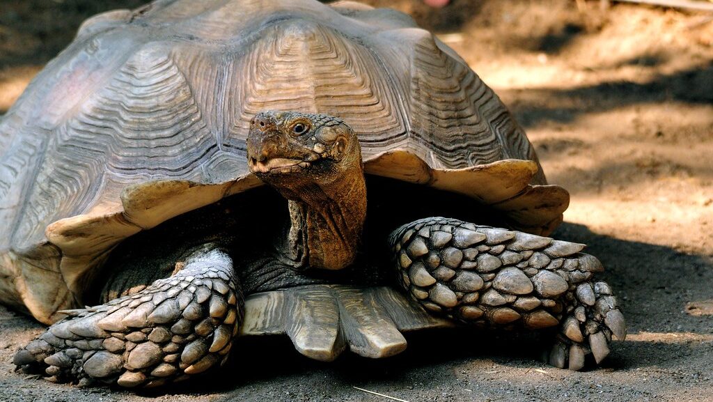 African spurred Tortoise (geochelone sulcata)
